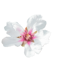 aceite almendra flor Aureum